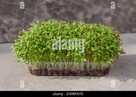 Growing micro greens coriander sprouts. Growing superfood. Stock Photo