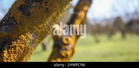 Lichen harmless pest on tree trunk background. Yellow scale of fungus covers a tree bark at forest. Close up view, blur nature background, space, bann Stock Photo