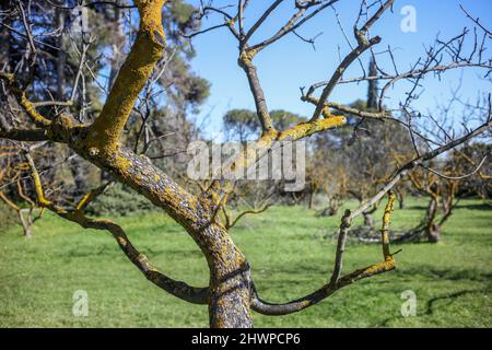 Lichen harmless pest on tree trunk background. Yellow scale of fungus covers tree bark and branch without leaf. Sunny day at park. Stock Photo