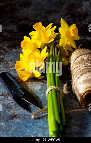 Bunch of daffodils tied with string with cutter on a grunge background Stock Photo