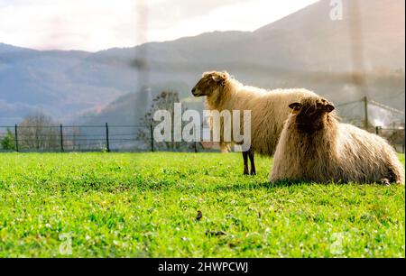 Domestic sheep in grazing pasture with fence foreground. Sheep with white fur in green grass field. Livestock agriculture farm. Sustainable Stock Photo