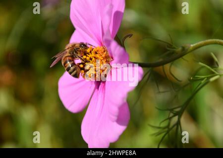 Pinke Margerite mit Biene am Bestäuben ; pink daisy with bee Stock Photo