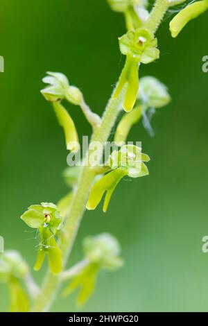 Common Twayblade orchid - Neottia ovata, beautiful small orchid from European meadows and grasslands, White Carpathians, Czech Republic. Stock Photo