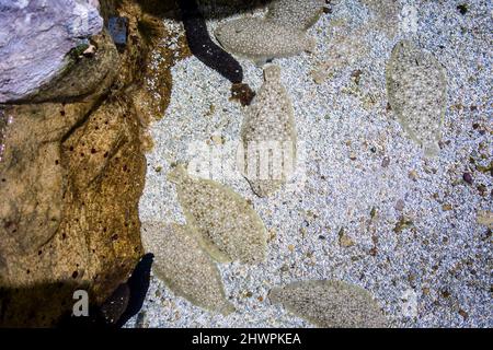 Underwater view of a Sole fish on the sand Stock Photo