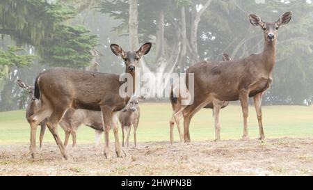 Wild young deer family grazing, green lawn grass, group or herd of juvenile animals. Many adorable fawns, cute calfs under cypress tree in freedom, valley or meadow in forest. Lace lichen. California. Stock Photo