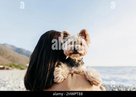 Brunette woman carrying Yorkshire Terrier at beach Stock Photo