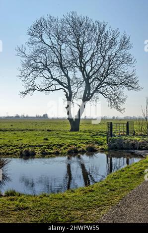 Picturesque scene with tree, fence, ditch and meadows on a sunny day in early spring in Krimpenerwaard region in the Netherlands Stock Photo