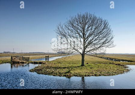 Dutch polder scene with tree, fence, ditches and meadows on a sunny day in early spring in Krimpenerwaard region in the Netherlands Stock Photo