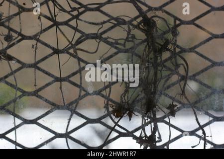 Patterned grid of a metal mesh used as a protective window covering to deter crime. Stock Photo