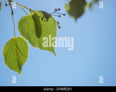 Linden tree green leaves over blue sky background in early summer, horizontal photo with copy space Stock Photo