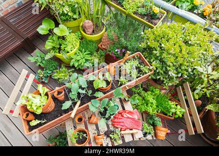 Planting of various herbs and vegetables on balcony garden Stock Photo