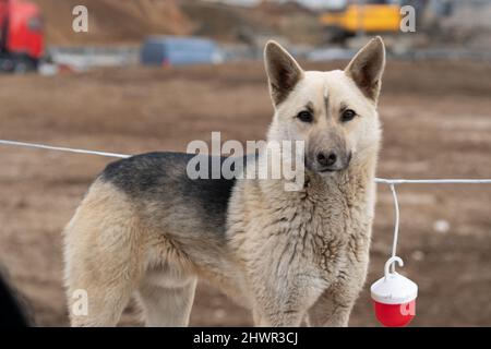 Shepherd german dog white young, In the afternoon brown nature from guard for healthy mammal, purebred shepherd. Sheepdog season animals, playful Stock Photo