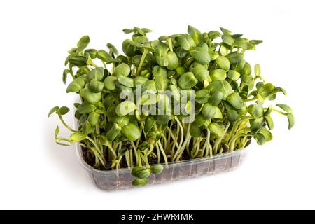 Plastic box with microgreen sprouts of sunflower isolated on white background. Side view, close up. Stock Photo