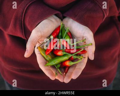 Woman with hands cupped holding fresh red and green chilies Stock Photo