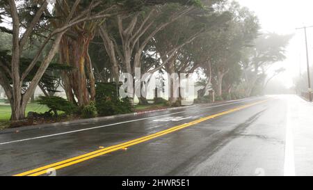 Wet road asphalt in fog, misty mysterious forest. Row of trees in foggy rainy weather, calm haze in Monterey, California USA. Tranquil atmosphere. Moody gloomy road trip, yellow dividing line marking. Stock Photo