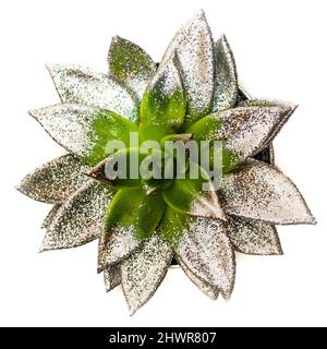 Studio shot of succulent plant covered in silver colored glitter Stock Photo