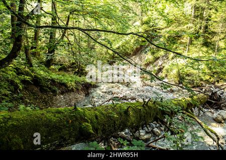 Moss covered fallen tree lying over small forest stream in Mieming Range Stock Photo