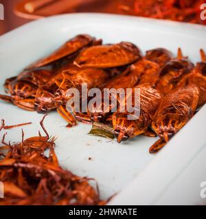 Fried insects on plate, Thailand. Asian snack and steet food. Shallow DOF! Stock Photo