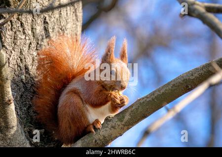 Squirrel sits on tree branch and eats a nut Stock Photo