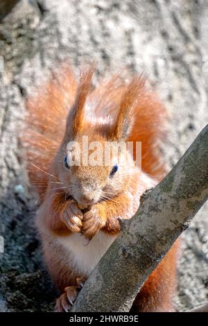 Squirrel sits on tree branch and eats a nut Stock Photo