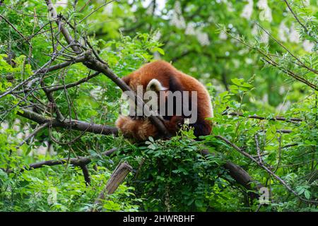 Red panda (Ailurus fulgens) grooming itself on a tree. They are also known as the lesser panda. Stock Photo
