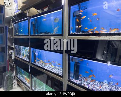 View of many different aquariums selling both fresh and salt water fish in a pet shop. Stock Photo