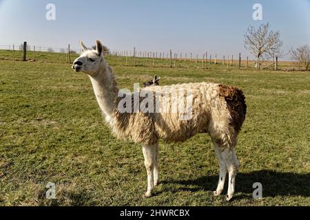 Paris, France. 06th Mar, 2022. Lama standing in a field on March 5, 2022 in Seine-et-Marne, France. Stock Photo