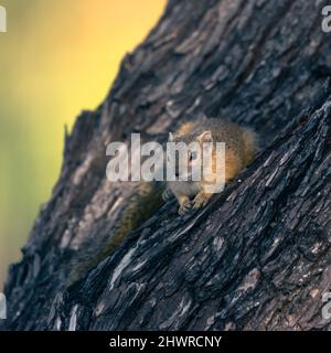 Squirrel resting on a tree in the kruger park Stock Photo