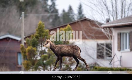 Chamois in city. One rupicapra rupicapra walking on street in Switzerland. Deforestation and environment protection concept. Stock Photo