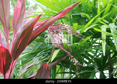 Amazing Variegated Cordyline Fruticosa or Ti Plant with Its Purple Inflorescence Flower Stock Photo
