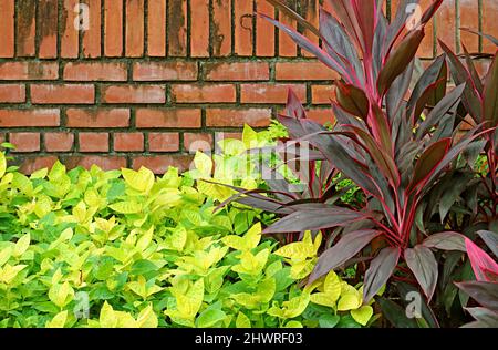 Red Ti Plant or Cordyline Fruticosa with Moonlight Tree Pisonia Grandis Alba with Brick Wall in Background Stock Photo