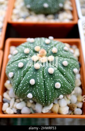 Closeup of Amazing Potted Astrophytum Asterias or Sand Dollar Cactus Plant Stock Photo