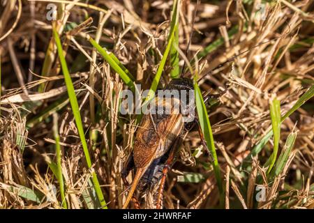 Gryllus bimaculatus, Mediterranean field cricket in Long Grass Stock Photo