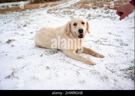 Cute puppy of labrador retriever lies on snowy meadow at command "stay here" in training. You can see a part of the lord's hand that gives a command. Stock Photo
