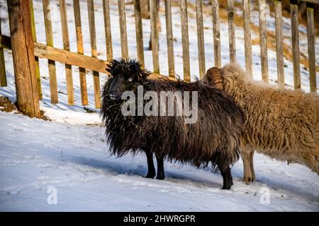 Two sheep, disheveled dirty black and fawn ram stands in snow by fence in sunny winter day. Stock Photo