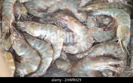 The fresh shrimp for cooking at the seafood market. The fresh shrimp for ingredient for preparing and cooking. Stock Photo