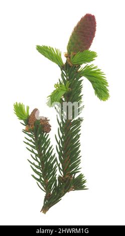 Fir twig with fresh sprouts and young cone isolated on white background Stock Photo