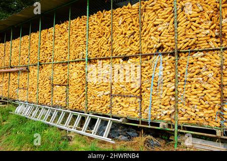 Corn dryer for animal feeding at small farm. Haute-Savoie, France. Stock Photo