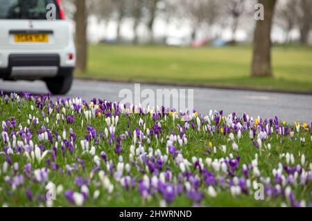 Halifax, West Yorkshire, UK. 7th Mar, 2022.   A sea of crocus brighten up Monday in Savile Park a large, open park area just outside Halifax town centre.The park is great for fairly flat walking on good paths. There are some fine Victorian mansions around the edge and some great views of one of Britain’s finest follies; Wainhouse Tower. The park is used for great family events such as when the circus comes to town and the annual Halifax Agricultural Show. Credit: Windmill Images/Alamy Live News Stock Photo