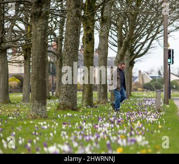 Halifax, West Yorkshire, UK. 7th Mar, 2022.   A sea of crocus brighten up Monday in Savile Park a large, open park area just outside Halifax town centre.The park is great for fairly flat walking on good paths. There are some fine Victorian mansions around the edge and some great views of one of Britain’s finest follies; Wainhouse Tower. The park is used for great family events such as when the circus comes to town and the annual Halifax Agricultural Show. Credit: Windmill Images/Alamy Live News Stock Photo