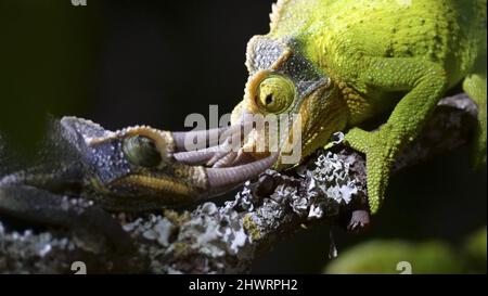 THE MATING GAME (2021), directed by JOE LONCRAINE. Credit: DISCOVERY