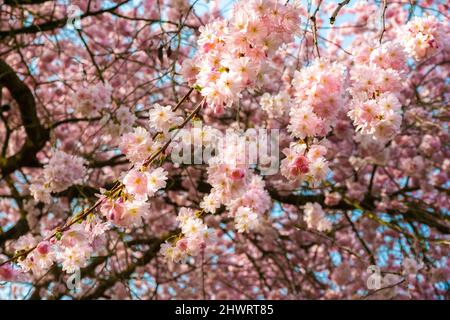 Gorgeous view of numerous Japanese ornamental cherry blossoms (Prunus serrulata) on branches in spring in the famous garden of Schwetzingen Palace,... Stock Photo