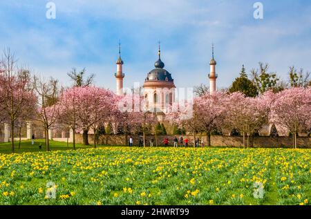 Lovely view of a row of blooming Japanese ornamental cherry trees (Prunus serrulata) and a field of yellow wild daffodils (Narcissus pseudonarcissus)... Stock Photo