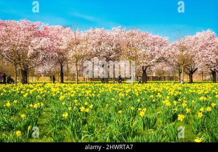 Lovely view of a field of yellow wild daffodil or Lent lily (Narcissus pseudonarcissus) with a row of blooming Japanese ornamental cherry trees... Stock Photo