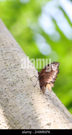 a beautiful brown butterfly sitting on the tree in a green forest