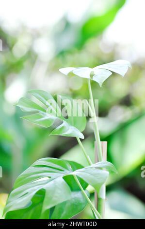 Mini Monstera, Monstera deliciosa Liebm or Philodendron ginny or Rhaphidophora terrasperma or mostera plant Stock Photo