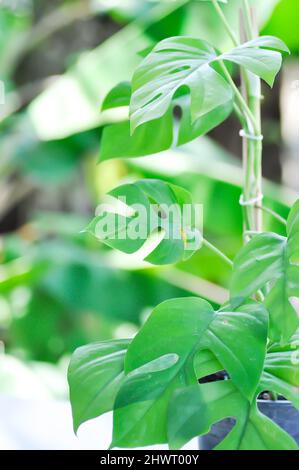 Mini Monstera, Monstera deliciosa Liebm or Philodendron ginny or Rhaphidophora terrasperma or mostera plant Stock Photo