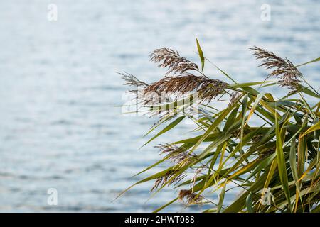 Reeds in the wind over the lake. Blurred water surface in the background. Green grass family Stock Photo