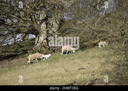 Sheep with Lambs Grazing on a Welsh Hillside in Mid-Wales, UK on a Sunny Spring Day in March Stock Photo