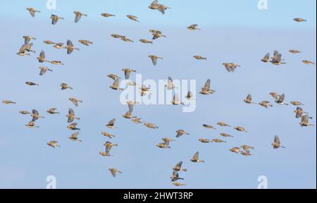 Herd of Common redpolls (Acanthis flammea) flying fast in snowy winter over clear blue sky Stock Photo